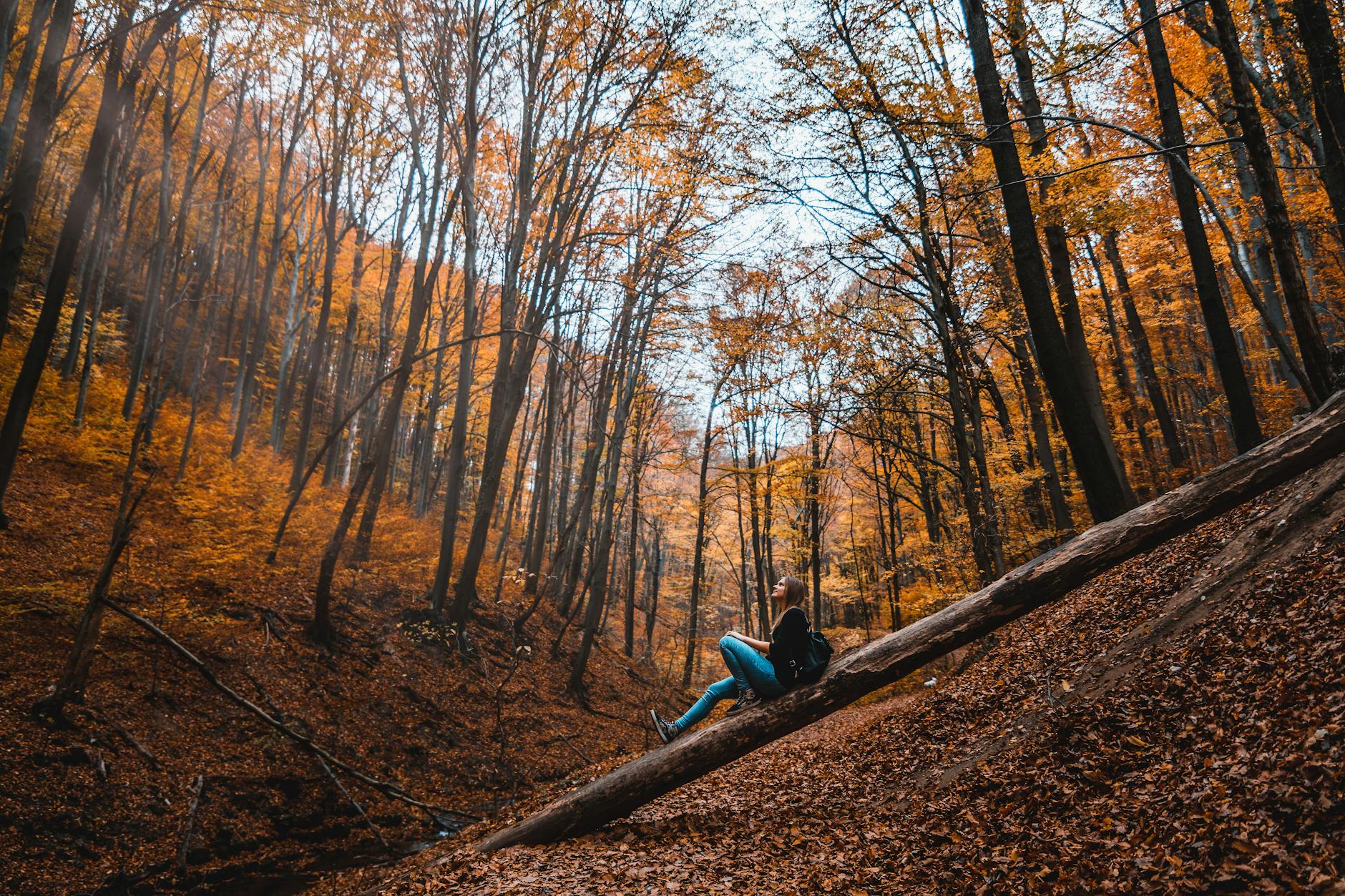 Forest Therapy: Unlocking Calm Through Shinrin-yoku
